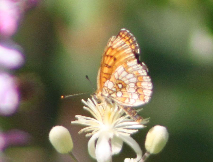 Melitaea o Argynnis ?